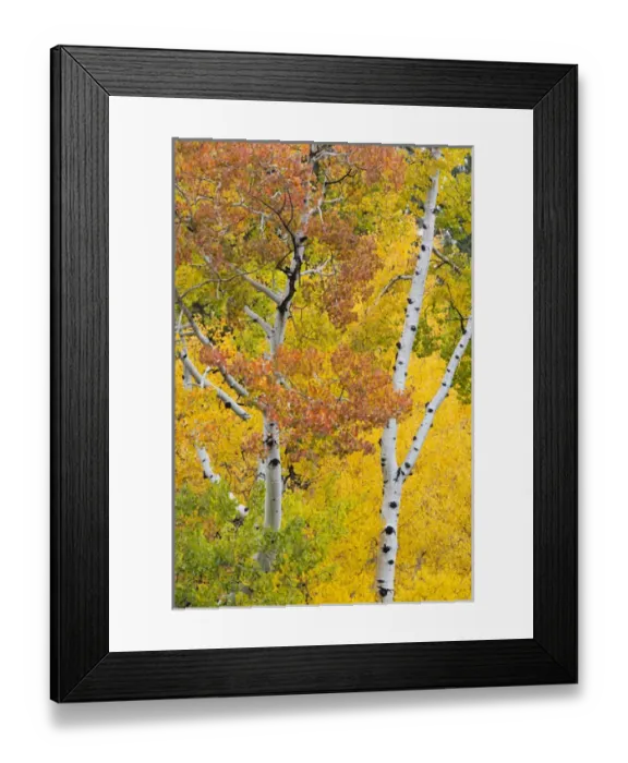Framed Print : Utah, Dixie National Forest, aspen forest along highway 12 Framed Print : Utah, Dixie National Forest, aspen forest along highway 12