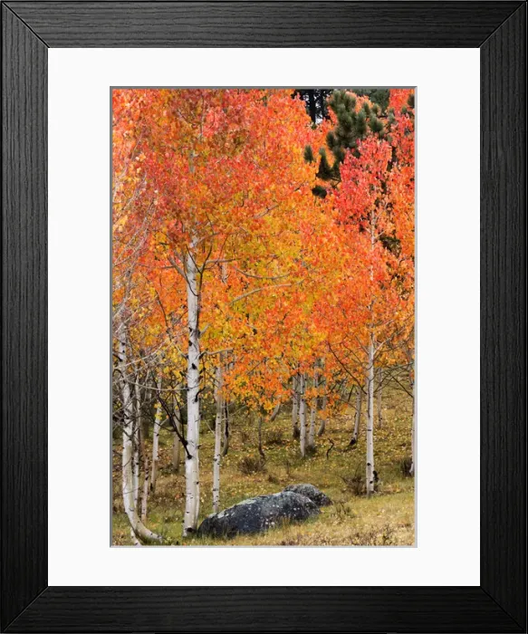 Framed Print : Utah, Dixie National Forest, aspen forest along highway 12 Framed Print : Utah, Dixie National Forest, aspen forest along highway 12
