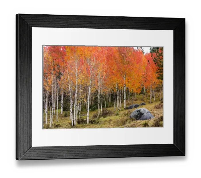 Framed Print : Utah, Dixie National Forest, aspen forest along highway 12 Framed Print : Utah, Dixie National Forest, aspen forest along highway 12