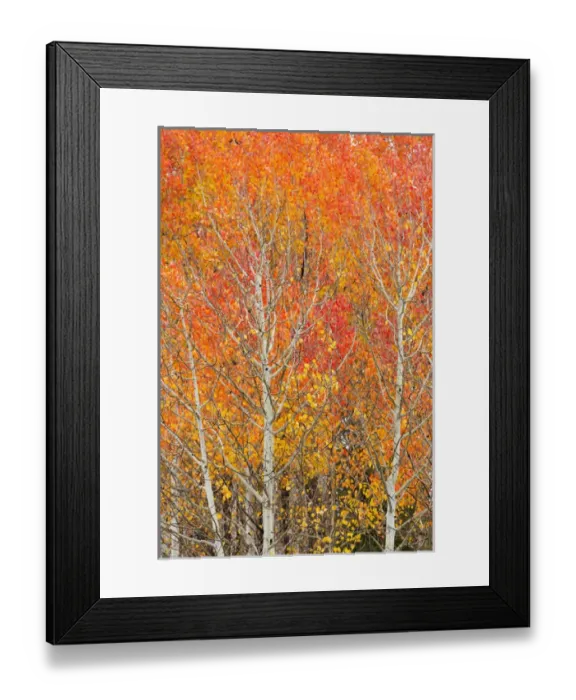 Framed Print : Utah, Dixie National Forest, aspen forest along highway 12 Framed Print : Utah, Dixie National Forest, aspen forest along highway 12