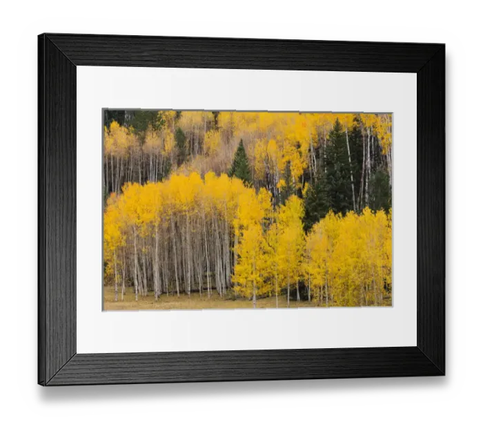 Framed Print : Utah, Dixie National Forest, aspen forest along highway 12