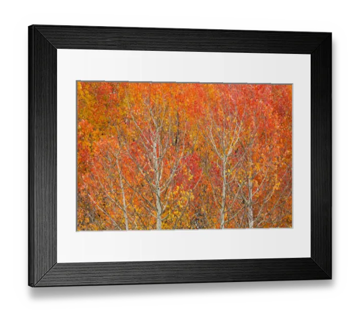 Framed Print : Utah, Dixie National Forest, aspen forest along highway 12