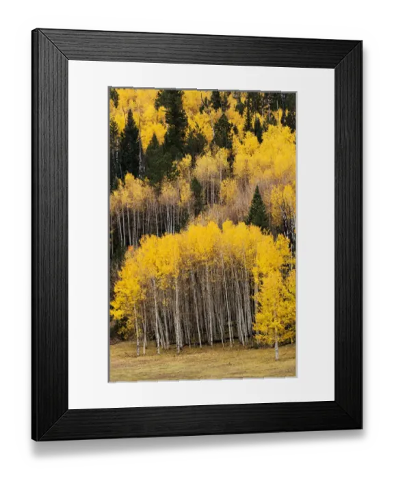 Framed Print : Utah, Dixie National Forest, aspen forest along highway 12 Framed Print : Utah, Dixie National Forest, aspen forest along highway 12
