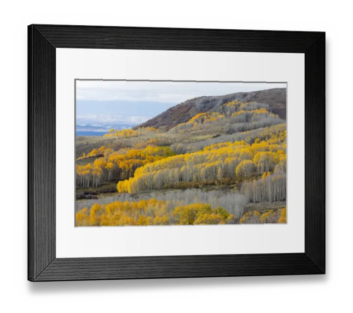 Framed Print : Utah, Dixie National Forest, aspen forest along highway 12