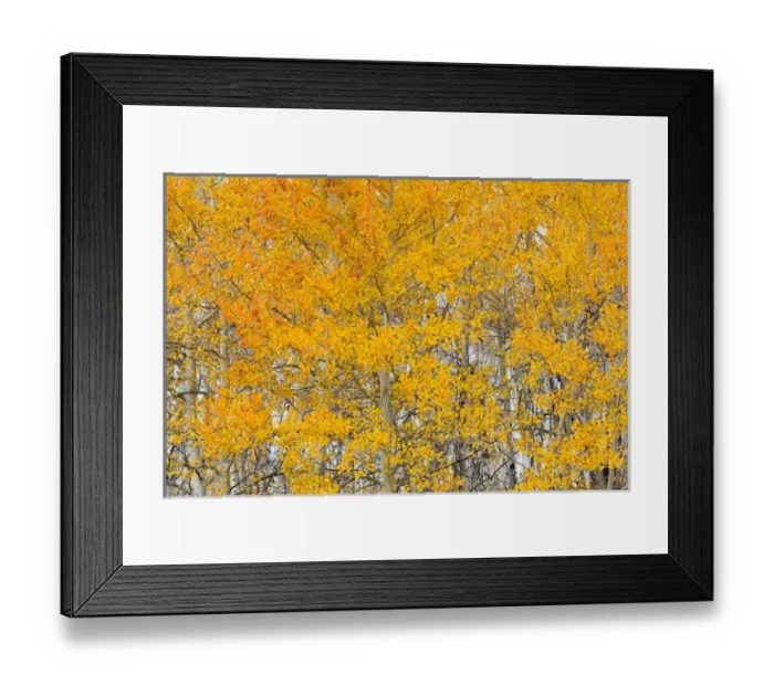 Framed Print : Utah, Dixie National Forest, aspen forest along highway 12 Framed Print : Utah, Dixie National Forest, aspen forest along highway 12