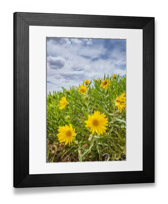 Framed Print : Coral Pink Sand Dunes State Park, Kanab, Utah, USA