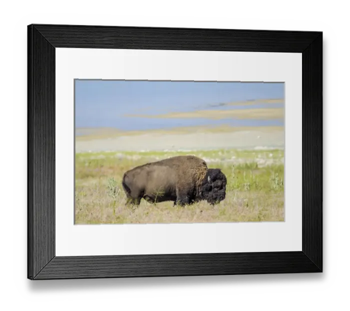 Framed Print : Buffalo (bison) herd Antelope Island State Park, Great Salt Lake, Utah, USA