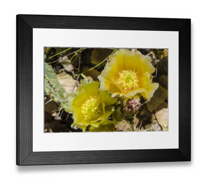 Framed Print : Cactus flowers, Capitol Reef National Park, Utah, USA Framed Print : Cactus flowers, Capitol Reef National Park, Utah, USA