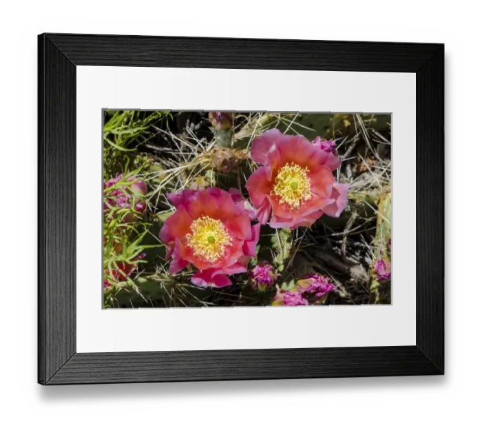Framed Print : Cactus flowers, Capitol Reef National Park, Utah, USA Framed Print : Cactus flowers, Capitol Reef National Park, Utah, USA