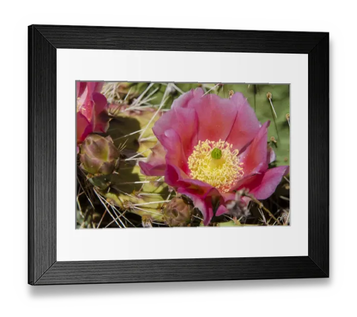 Framed Print : Cactus flowers, Capitol Reef National Park, Utah, USA Framed Print : Cactus flowers, Capitol Reef National Park, Utah, USA