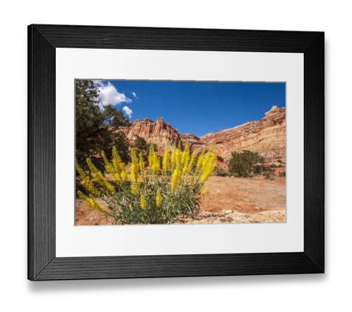 Framed Print : Princeas plume (Stanleya pinnata) wild flowers, Capitol Reef National Park, Utah, USA Framed Print : Princeas plume (Stanleya pinnata) wild flowers, Capitol Reef National Park, Utah, USA