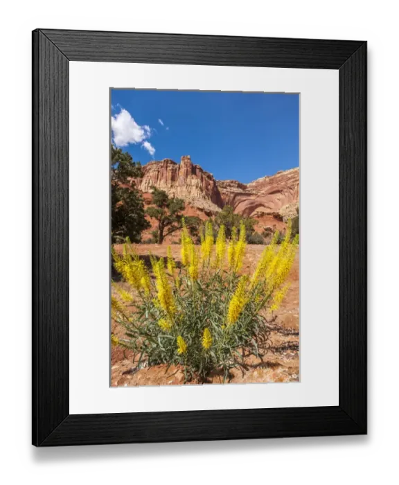 Framed Print : Princeas plume (Stanleya pinnata) wild flowers, Capitol Reef National Park, Utah, USA