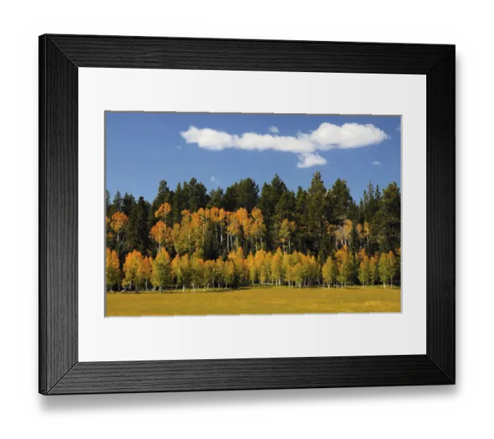 Framed Print : Aspens in Autumn; Zion National Park; Utah; USA Framed Print : Aspens in Autumn; Zion National Park; Utah; USA