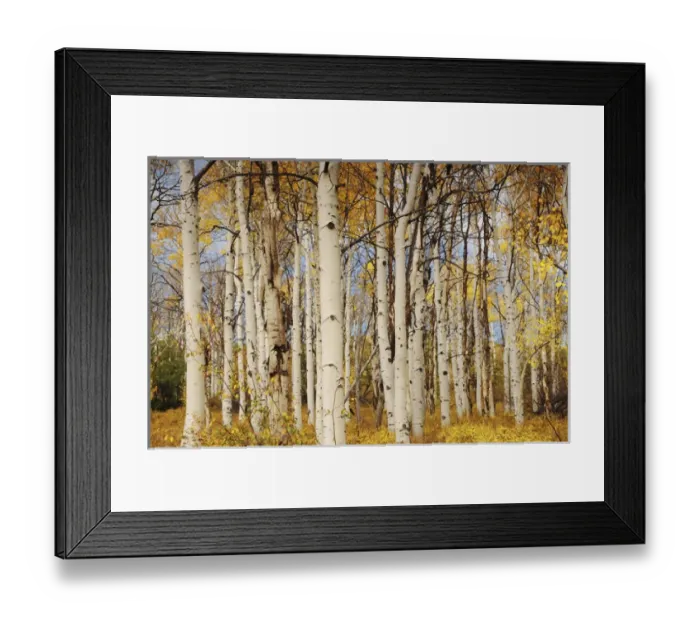 Framed Print : Aspens; Autumn; Zion National Park; Utah; USA Framed Print : Aspens; Autumn; Zion National Park; Utah; USA