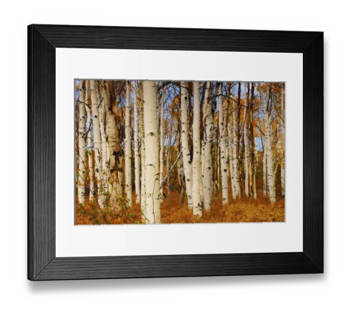 Framed Print : Aspens in Autumn; Zion National Park; Utah; USA Framed Print : Aspens in Autumn; Zion National Park; Utah; USA