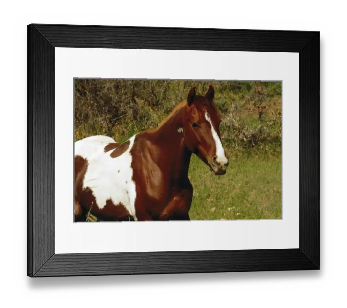 Framed Print : Pinto pomy in meadow on La Sal Mountain Loop, Utah, USA Framed Print : Pinto pomy in meadow on La Sal Mountain Loop, Utah, USA