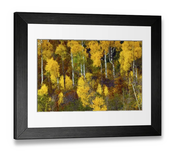 Framed Print : Aspens in Autumn; Zion National Park; Utah; USA Framed Print : Aspens in Autumn; Zion National Park; Utah; USA
