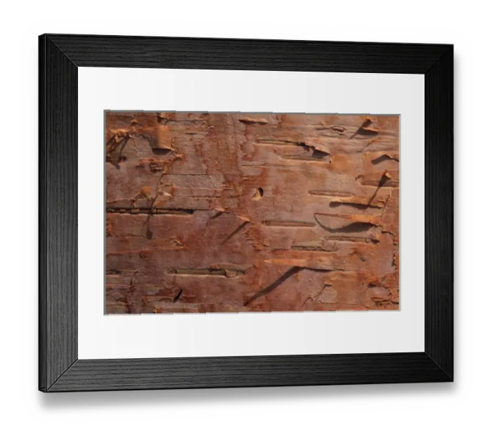 Framed Print : USA, Vermont. Birch bark close-up. Credit as: Marie Bush  /  Jaynes Gallery  /  DanitaDelimont