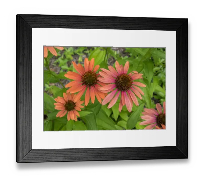 Framed Print : Orange Coneflower, Vermont, USA Framed Print : Orange Coneflower, Vermont, USA