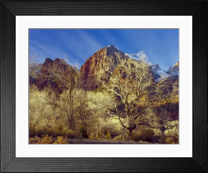 Framed Print : Zion National Park, Utah. USA. Cottonwood trees in winter below Meridian Tower in