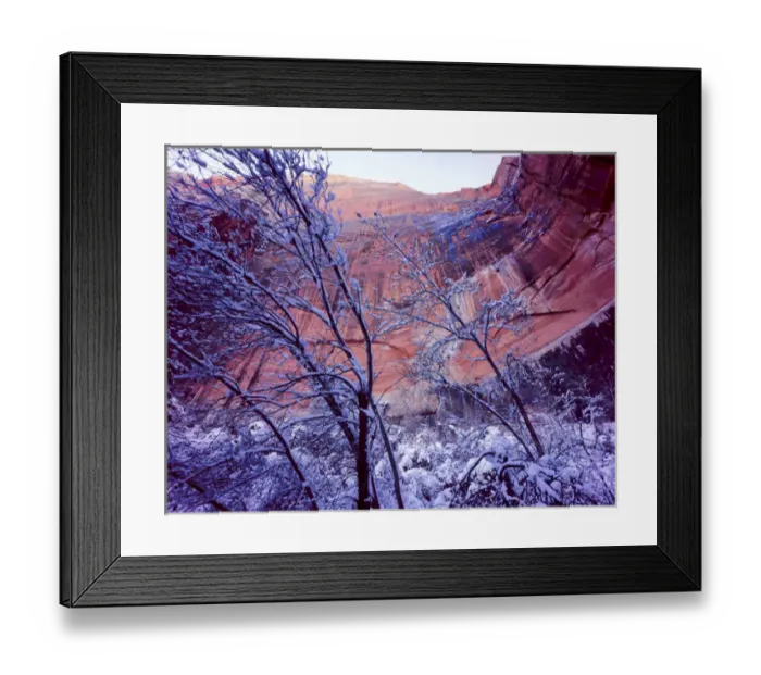Framed Print : Zion National Park, Utah. USA. Snow on trees below vertical cliffs near Upper Emerald Pools