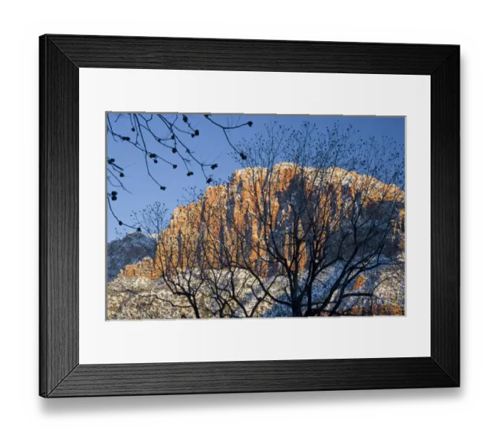 Framed Print : Utah. USA. View of the Watchman in Zion National Park through pecan trees in Springdale