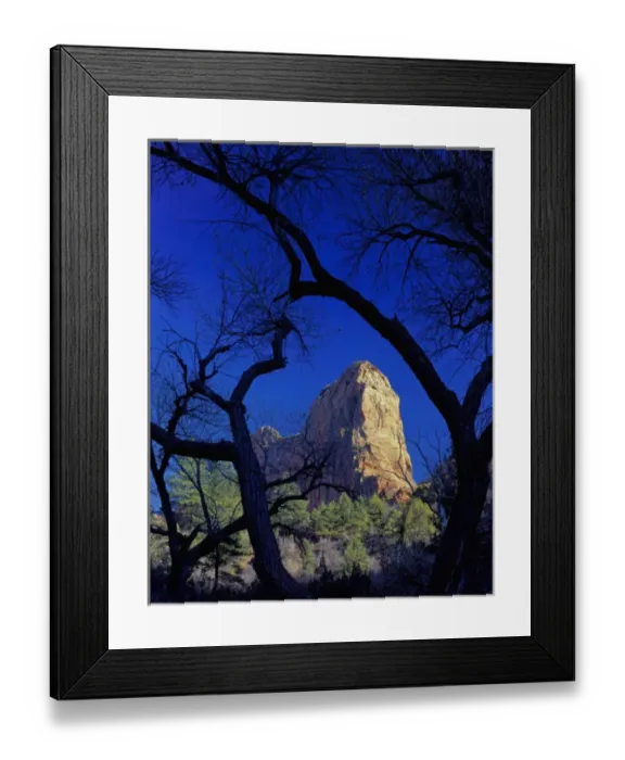 Framed Print : Zion National Park, Utah. USA. Paria Point framed by cottonwoods in late autumn Framed Print : Zion National Park, Utah. USA. Paria Point framed by cottonwoods in late autumn