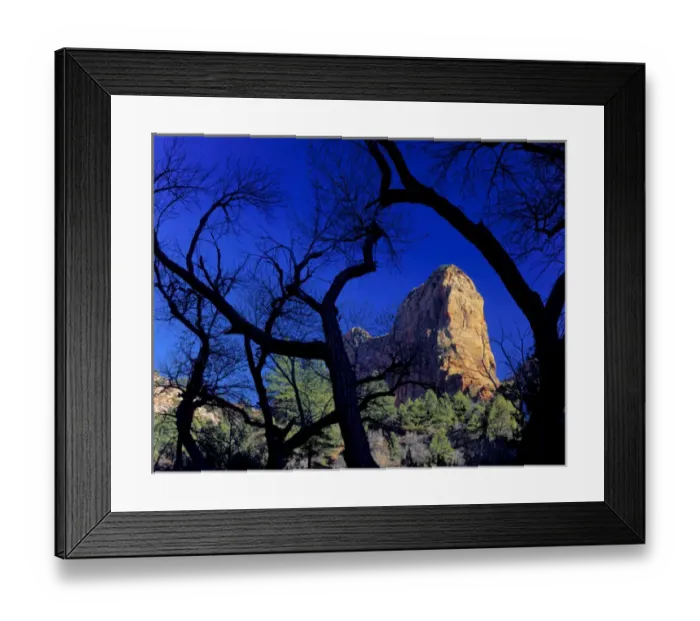 Framed Print : Zion National Park, Utah. USA. Paria Point framed by cottonwoods in late autumn