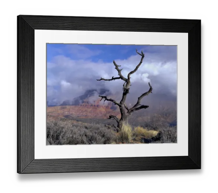 Framed Print : Utah. USA. Pinyon pine snag above Virgin River Valley. Clouds of clearing storm on Mt Framed Print : Utah. USA. Pinyon pine snag above Virgin River Valley. Clouds of clearing storm on Mt