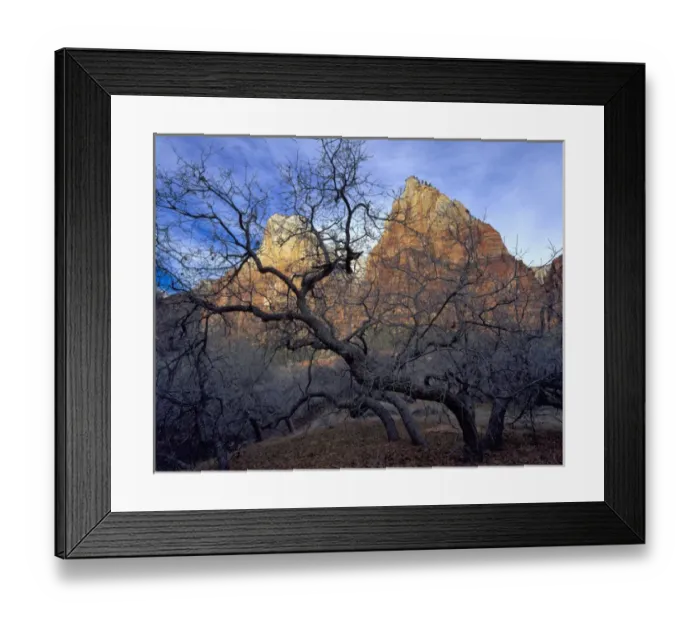 Framed Print : Zion National Park, Utah. USA. Oak trees in winter. Court of the Patriarchs. Zion Canyon Framed Print : Zion National Park, Utah. USA. Oak trees in winter. Court of the Patriarchs. Zion Canyon