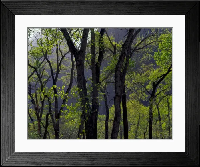 Framed Print : Zion National Park, Utah. USA. Cottonwoods in early spring. Zion Canyon Framed Print : Zion National Park, Utah. USA. Cottonwoods in early spring. Zion Canyon