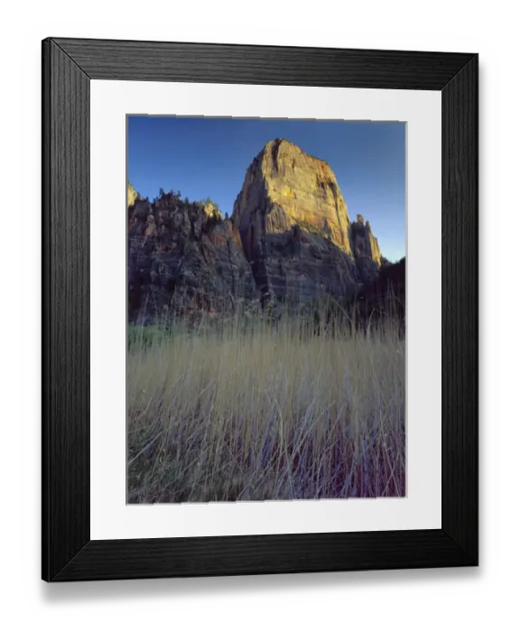 Framed Print : Zion National Park, Utah. USA. Great White Throne above grasses Framed Print : Zion National Park, Utah. USA. Great White Throne above grasses