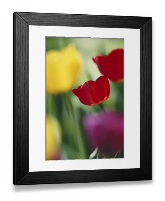 Framed Print : USA, Utah, View of Tulips Garden in Cache valley