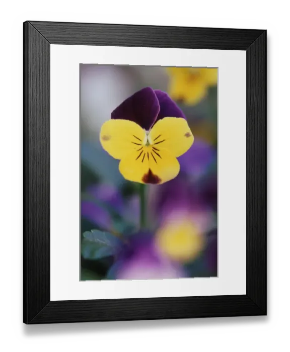 Framed Print : USA, Utah, Close-Up of Viola tricolor in garden Framed Print : USA, Utah, Close-Up of Viola tricolor in garden