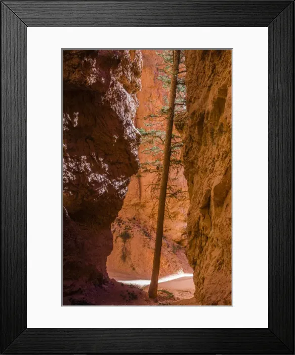 Framed Print : Squeezed tree growing at Wall Street. Bryce Canyon National Park. Utah. US