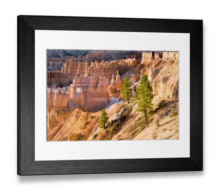 Framed Print : Trees grow in Limestone at Bryce Canyon National Park. Utah. US Framed Print : Trees grow in Limestone at Bryce Canyon National Park. Utah. US