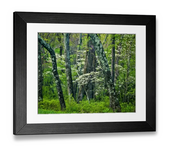 Framed Print : USA, Virginia, Hazel Mountain Overlook. White spring blossoms amid trees. Credit as Framed Print : USA, Virginia, Hazel Mountain Overlook. White spring blossoms amid trees. Credit as