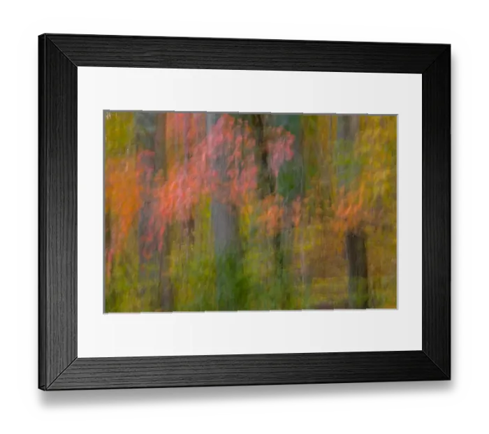 Framed Print : USA, Virginia, Great Falls Park. Abstract of autumn colors on trees Framed Print : USA, Virginia, Great Falls Park. Abstract of autumn colors on trees