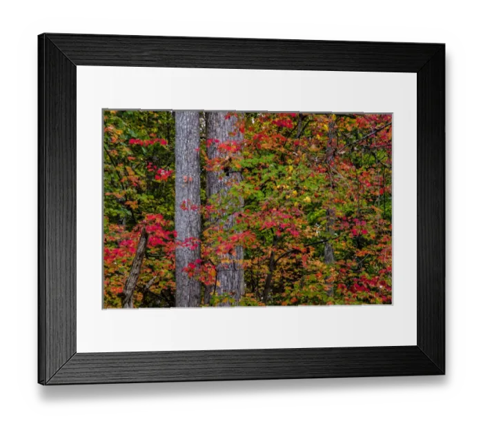 Framed Print : USA, Virginia, Great Falls Park. Autumn colors on trees Framed Print : USA, Virginia, Great Falls Park. Autumn colors on trees