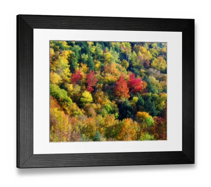 Framed Print : USA; Vermont; Autumn Colors in the forrest of Vermont Framed Print : USA; Vermont; Autumn Colors in the forrest of Vermont