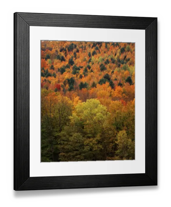 Framed Print : USA, New England, View of autumn forest Framed Print : USA, New England, View of autumn forest