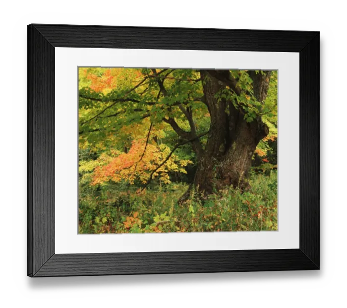 Framed Print : USA, New England, View of autumn tree in forest