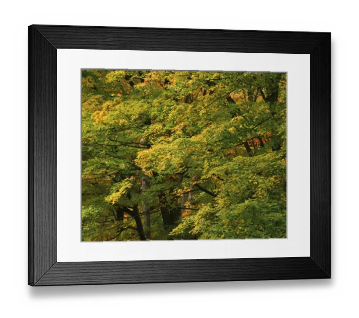 Framed Print : USA, New England, View of autumn forest Framed Print : USA, New England, View of autumn forest