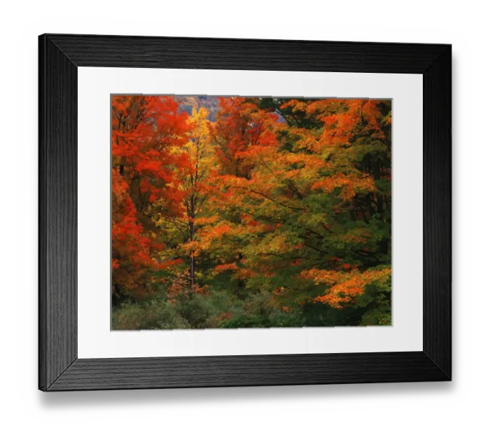 Framed Print : USA, New England, View of autumn forest