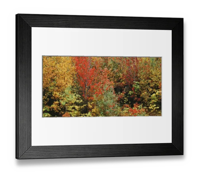 Framed Print : USA, Vermont, Northeast Kingdom, Fall foliage