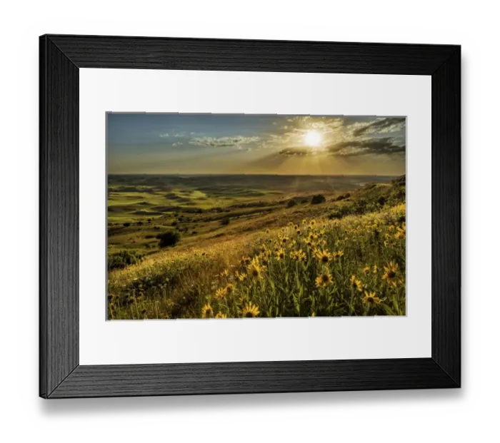 Framed Print : Elevated view of wildflowers and rolling fields of wheat at sunset, Steptoe Butte