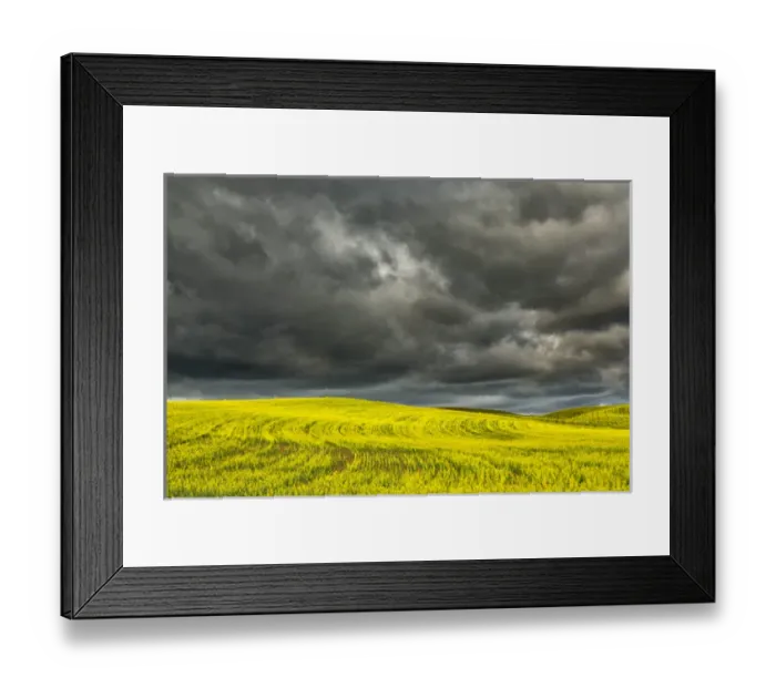 Framed Print : Rolling hills of yellow canola, Palouse region of eastern Washington Framed Print : Rolling hills of yellow canola, Palouse region of eastern Washington