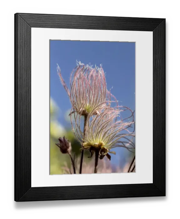 Framed Print : Prairie Smoke, Geum triflorum, Palouse region of eastern Washington Framed Print : Prairie Smoke, Geum triflorum, Palouse region of eastern Washington
