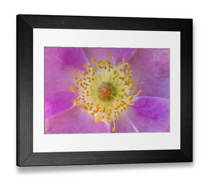 Framed Print : Wild Rose, Rosa acicularis, Palouse region of eastern Washington