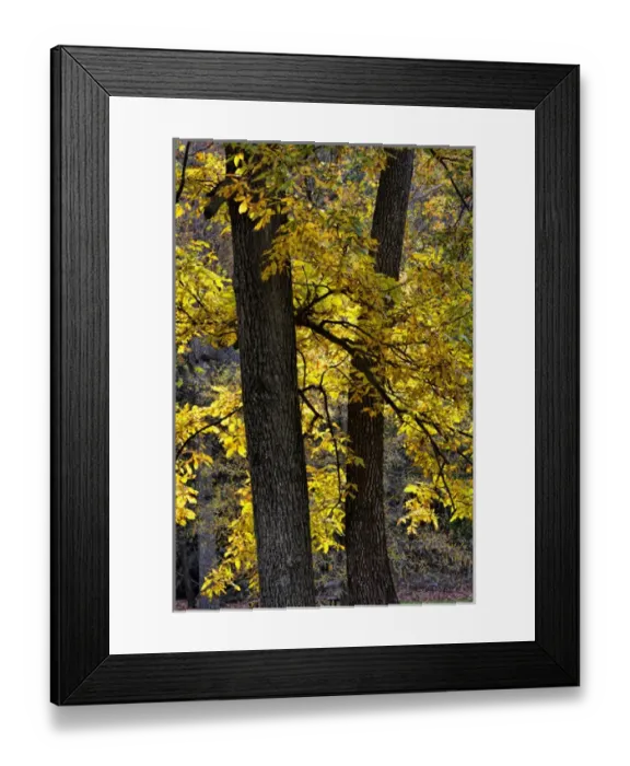 Framed Print : USA, Virginia, McLean. Scenic in Great Falls State Park Framed Print : USA, Virginia, McLean. Scenic in Great Falls State Park
